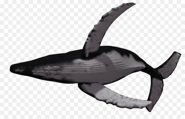 whale,humpback whale,killer whale,52hertz whale,bowhead whale,blue whale,whale shark,gray whale,computer software,3d computer graphics,whales dolphins and porpoises,fish,dolphin,marine mammal,mammal,png