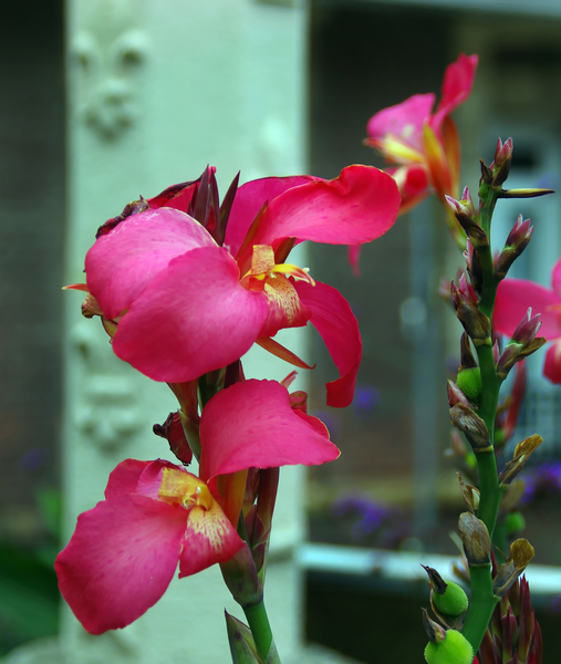 cc0,c1,pink flower,plant,botany,tropical plant,petals,free photos,royalty free