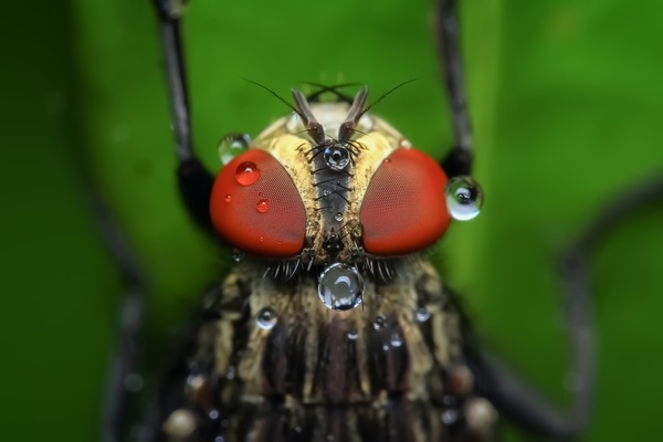 waterdrops,pest,macro,insect,fly,eyes,close-up