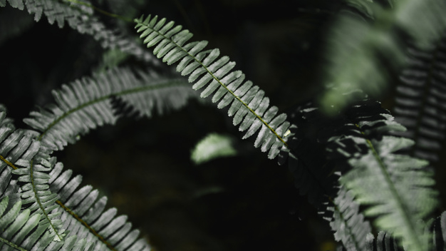 pattern,leaf,nature,forest,leaves,plant,natural,ornamental,growth,beautiful,day,season,fern,perfect,vegetation,closeup