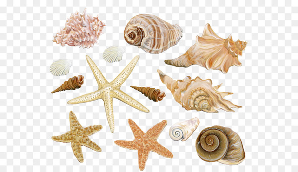 seashell,sea,clam,conch,mollusc shell,beach,coral reef,shellcraft,giant clam,sea glass,seawater,starfish,coast,painting,marine invertebrates,conchology,invertebrate,png