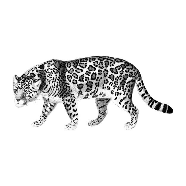 pantanal jaguar,panthera onca,spotted cat,d orbigny,orbigny,dessalines,1892,charles dessalines d orbigny,panthera,charles,big cat,pantanal,species,mammal,spotted,illustrated,zoology,public domain,onca,domain,big,wildlife,jaguar,public,wild,illustrations,drawn,antique,background white,vintage ornaments,background vintage,handmade,background black,hand drawing,walking,old,zoo,black and white,tiger,drawing,sketch,white,white background,black,ornaments,hand drawn,black background,cat,animal,vintage background,hand,vintage,background