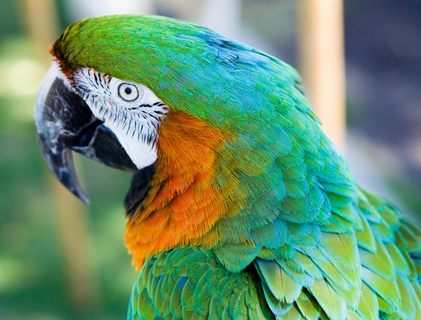 parrot,parrots,macaw,macaws,beak,feathers,exotic,tropical,bird,birds,pet,pets