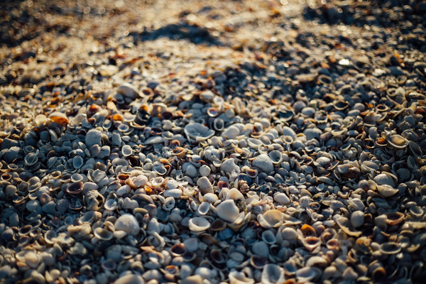 shore,shells,sea shells,sea,sand,mussels,coastline,beach