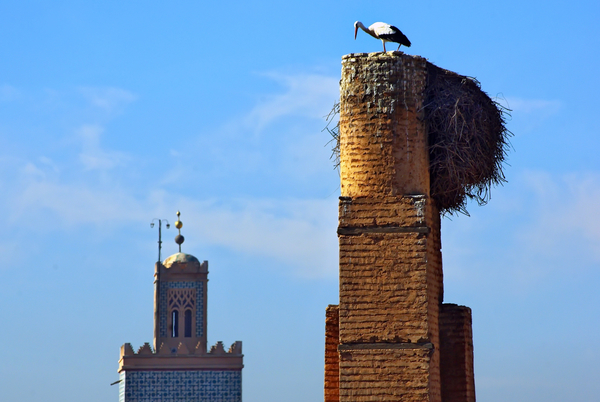 cc0,c1,marrakech,stork,nest,migration,white stork,bird,free photos,royalty free