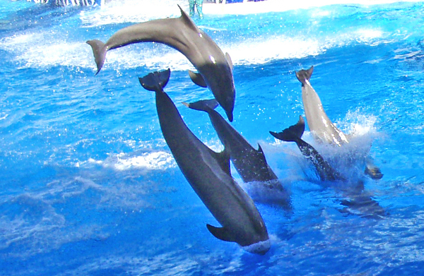 dolphins,dorne,dorne,water,blue,dolphin,fish,waves