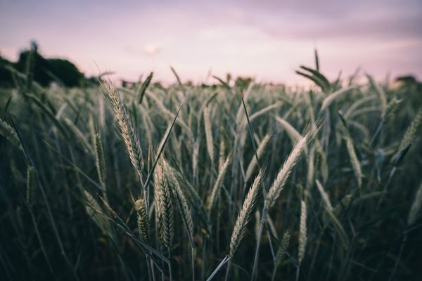 harvest,field,grass,life,blue,sunset,nature,green,field,grass,corn,cereal,crop,field,farm,nature,outdoors,sunset,sunrise,green,sky,free pictures