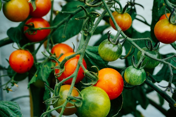 plant,green,red,tomato,fruit,vegetable,healthy,food,salad,fresh,raw,farm