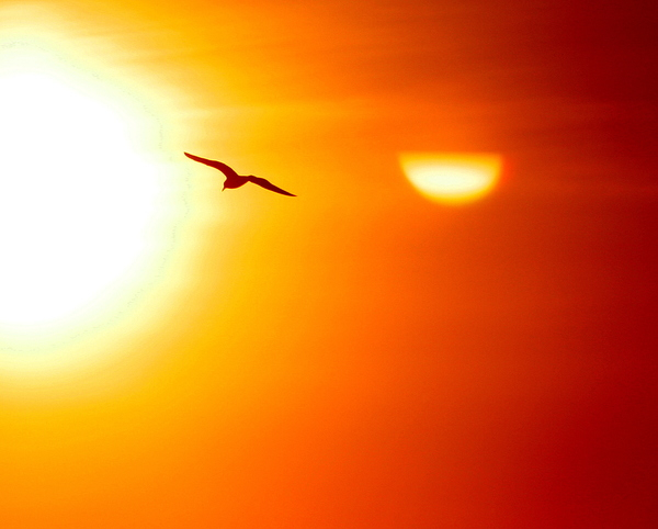 sun,hot,warm,bird,fly,soar,red,orange,sky