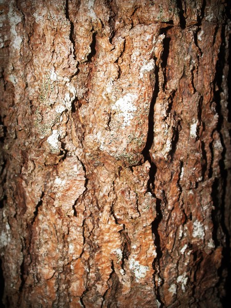 wood,trunk,tree trunk,tree bark,tree,close-up