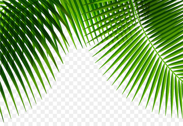 leaf,plant,arecaceae,palmleaf manuscript,vecteur,coconut,symmetry,green,angle,line,grass,png