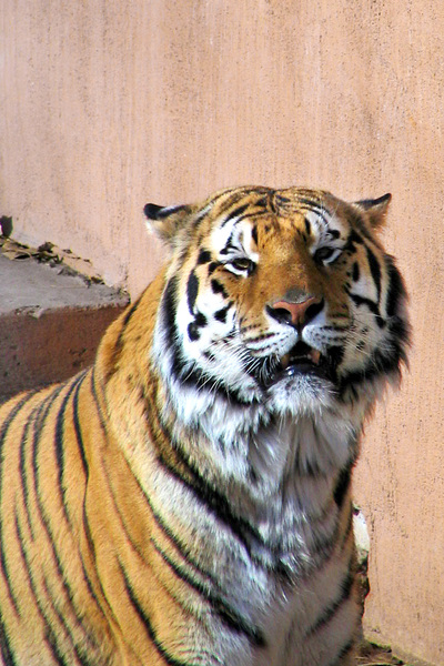 tiger,tigers,animals,mammals,zoo