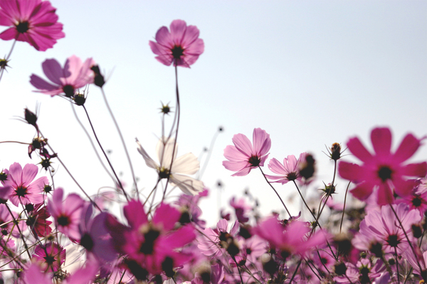cosmos,fall,autumn,sky,pink,violet,white,flower,petal,hill,country,fantastic,dream,postcard,greeting,assort,garden