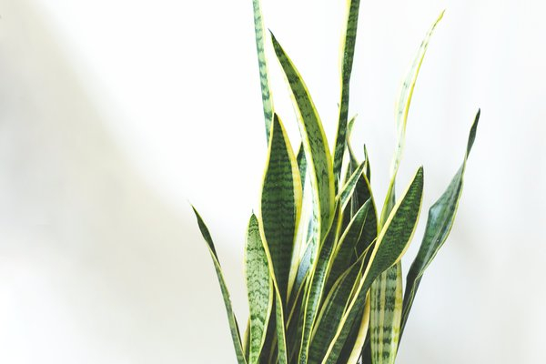  home,green,plant,leaves, house plant