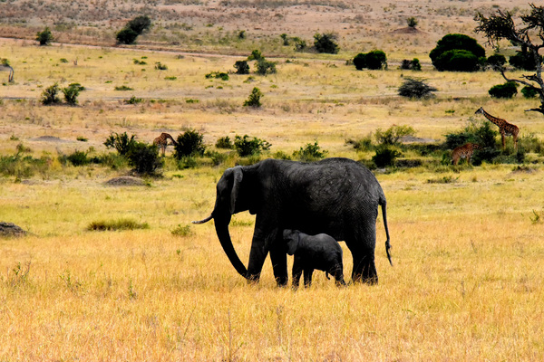 cc0,c1,wildlife,africa,tanzania,mammal,safari,park,travel,wilderness,wild,savanna,natural,grassland,serengeti,free photos,royalty free