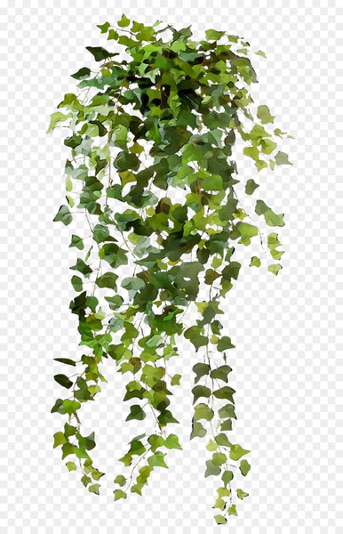 vine,common ivy,plants,encapsulated postscript,art,leaf,graphic design,ivy,plant,flower,tree,flowering plant,plane,branch,ivy family,png
