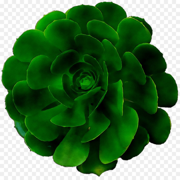green,plant,flower,petal,stonecrop family,png