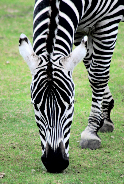 zebra,cebra,animals,zebras,animales,wildlife,nature,animal
