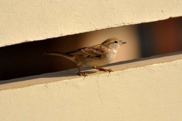 sparrow,perched,bird,animal