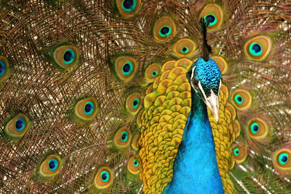 peacock,pea,cock,bird,birds,display,color,colour,colors,colours,beauty,shine,bright,blue,animal