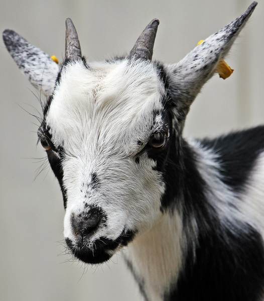 horns,goat,close-up,animal photography,animal