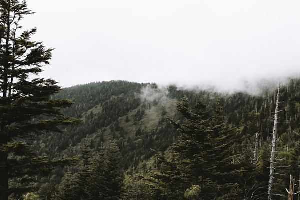 tree,forest,green,forest,wood,pine,mountain,cloud,forest,woodland,forest,mountain,cloud,mist,fog,tree,pine,green,yellow,adventure,foggy,public domain images