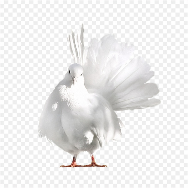 domestic pigeon,columbidae,bird,pigeon bird,android,photography,encapsulated postscript,rock dove,columba,galliformes,water bird,pigeons and doves,computer wallpaper,beak,chicken,wing,feather,black and white,ducks geese and swans,png