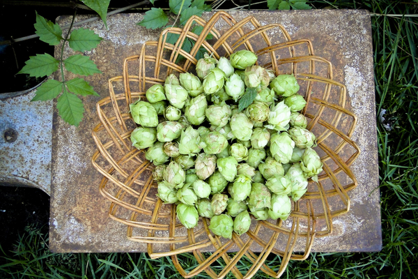 cc0,c1,hops,harvest,green,seasonal,vegetable,agriculture,seed,free photos,royalty free