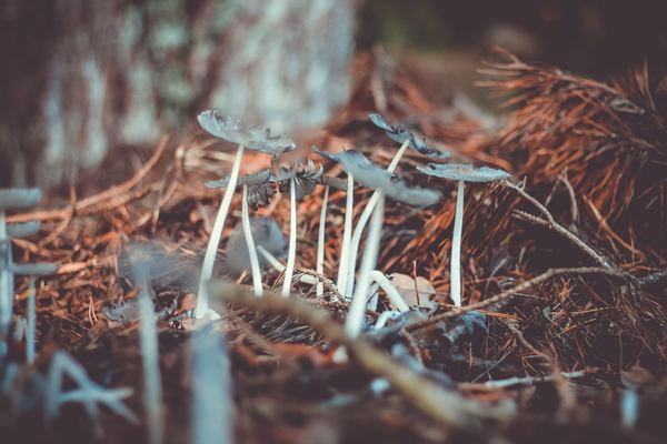 fall,leafe,autumn,autumn,fall,leafe,october,autumn,fall,mushroom,forest,fall,funghi,foraging,autumn,red,bokeh,blur,grey,white,brown,free pictures