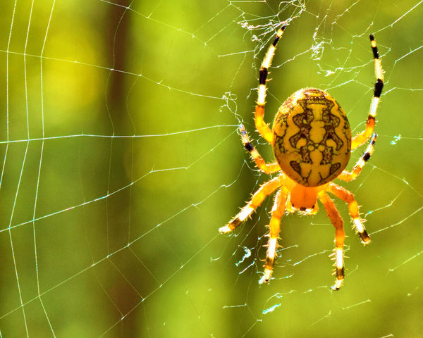 spider,web,yeallow,insect,nature,arachnid,Orb Weaving