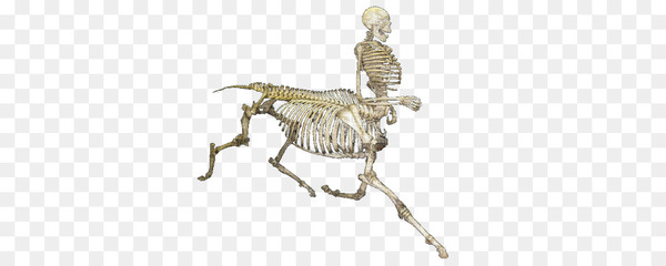 skeleton,human skeleton,skull,bone,skeletal system of the horse,computer icons,transparency and translucency,animated film,organism,png