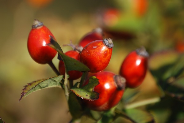 rosehips,rose haw,red,plant,nature,leaves,fruits,close-up,branch