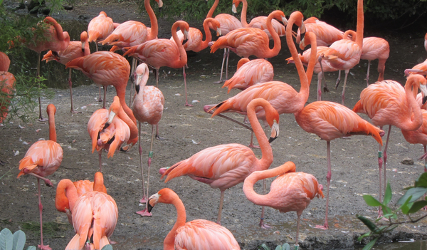 cc0,c1,flamingo,pink flamingo,pink,bird,long legs,free photos,royalty free