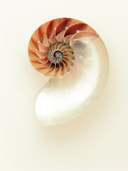 mollusc,mother of pearl,nautilus,pattern,shell,spiral,Free Stock Photo