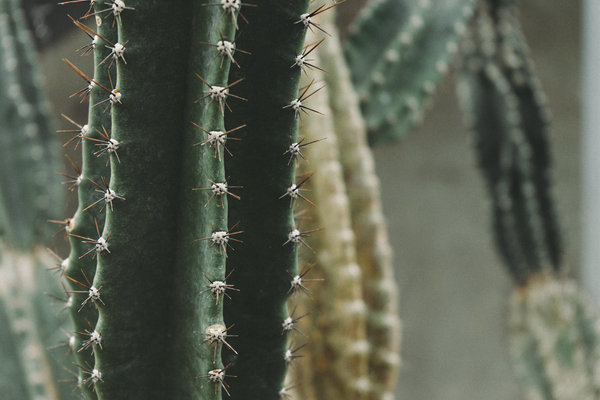sharp,prickly,plant,close-up,cacti