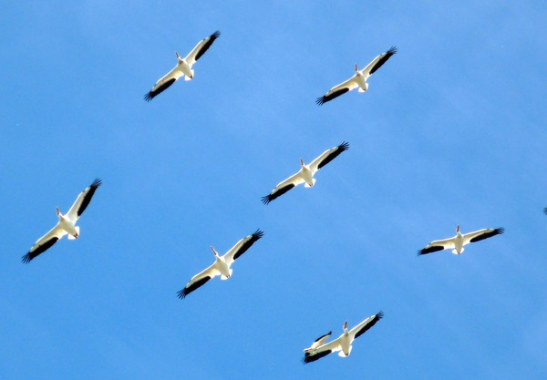 sky,seagulls,gulls,flying,birds,animals