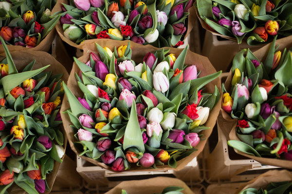 tulips,flowers,bouquet,basket,beauty,nature