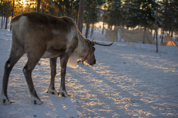 animal,cold,frost,moose,snow,wildlife,winter