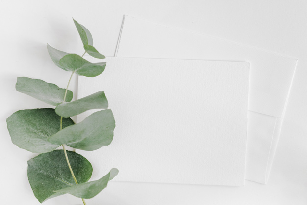 card,summer,leaf,paper,green,nature,spring,leaves,tropical,envelope,white,backdrop,plant,environment,growth,studio,branch,page,element,simple