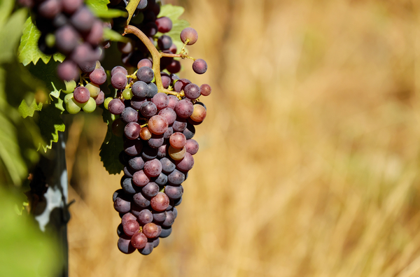 cc0,c2,grapes,fruit,fruits,blue,vine,winegrowing,free photos,royalty free