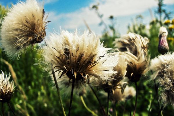 wind,wild,white,sunlight,soft,seeds,plants,outdoors,nature,natural,growth,green,grass,fragile,fluffy,flowers,flora,field,environment,dandelions,dandelion seeds,colors,close-up,blur,blossom,blooming,bloom