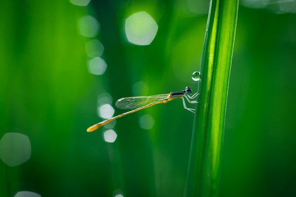 summer,raindrop,macro,leaf,insect,grass,environment,droplet,dragonfly,dew,color,close-up,bokeh