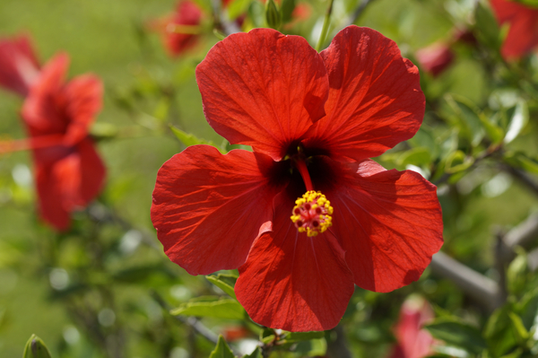 cc0,c1,hibiscus,red,blossom,bloom,flower,mallow,malvaceae,plant,exotic,pistil,summer,tropical,free photos,royalty free