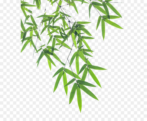 bamboo,leaf,plant,transparency and translucency,branch,green,element,encapsulated postscript,flowerpot,tree,hemp,plant stem,line,grass,png