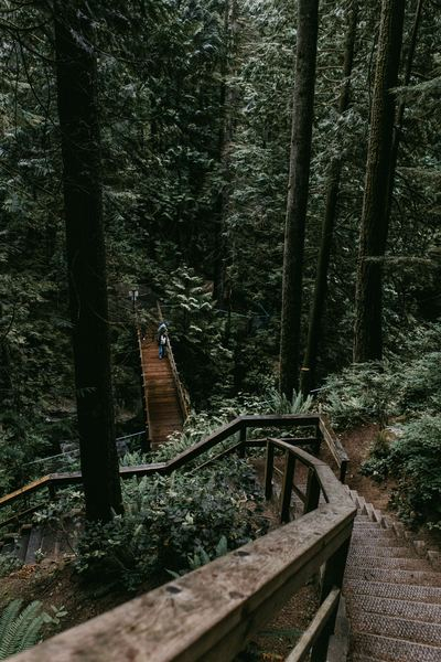 road,path,forest,travel,snow,winter,outdoor,forest,rock,bridge,step,tree,woodland,forest,person,stairs,nature,wanderlust,explore,adventure,green,free images
