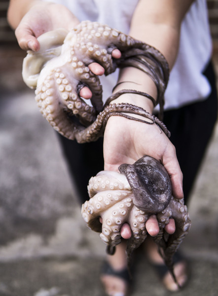 hands,holding,invertebrate,octopus,sea creature,seafood,wildlife,Free Stock Photo