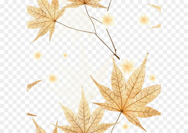 leaf,autumn,fundal,art,download,poster,comics,maple leaf,autumn leaf color,deciduous,tree,line,png