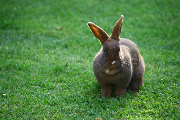 cc0,c1,bunny,rabbit,pet,animal,free photos,royalty free