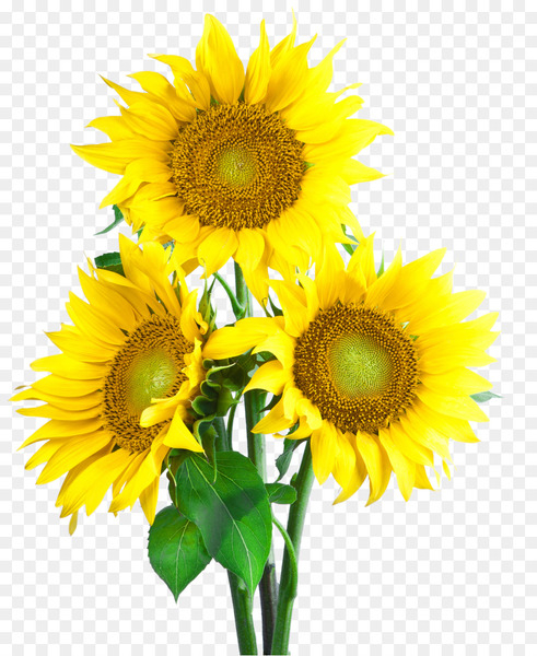 common sunflower,sunflower seed,flower,display resolution,download,sunflowers,sunflower,yellow,daisy family,cut flowers,floristry,flowering plant,png