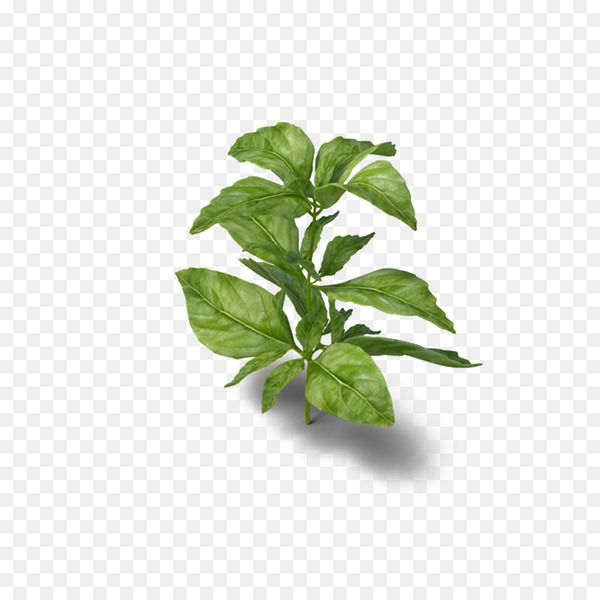 basil,beefsteakplant,herb,plant,medicinal plants,thai basil,lemon basil,parsley,google images,food,beefsteak plant,leaf,tree,png